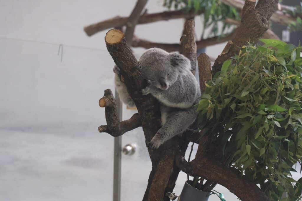 tama_zoo-1