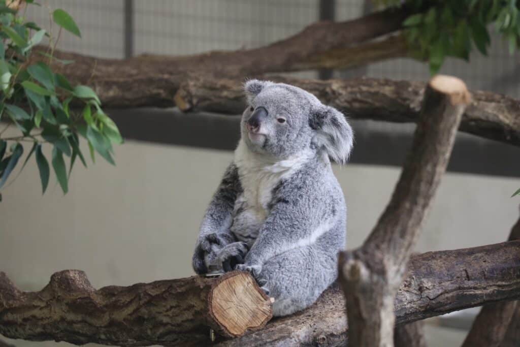 tama_zoo-2