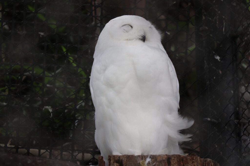 tama_zoo-3