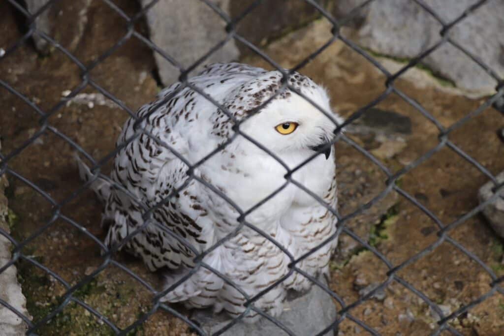 tama_zoo-4