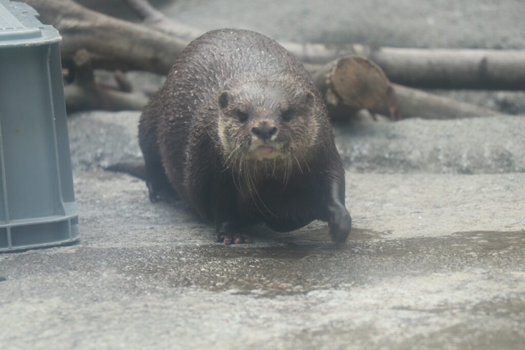tama_zoo-6