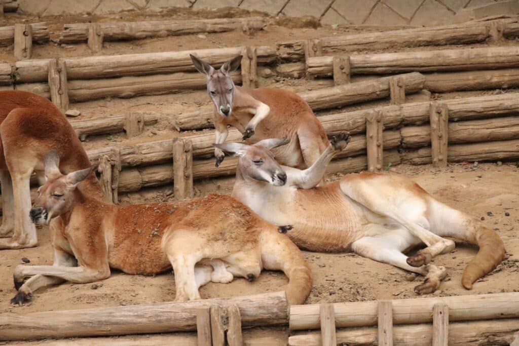 tama_zoo-8