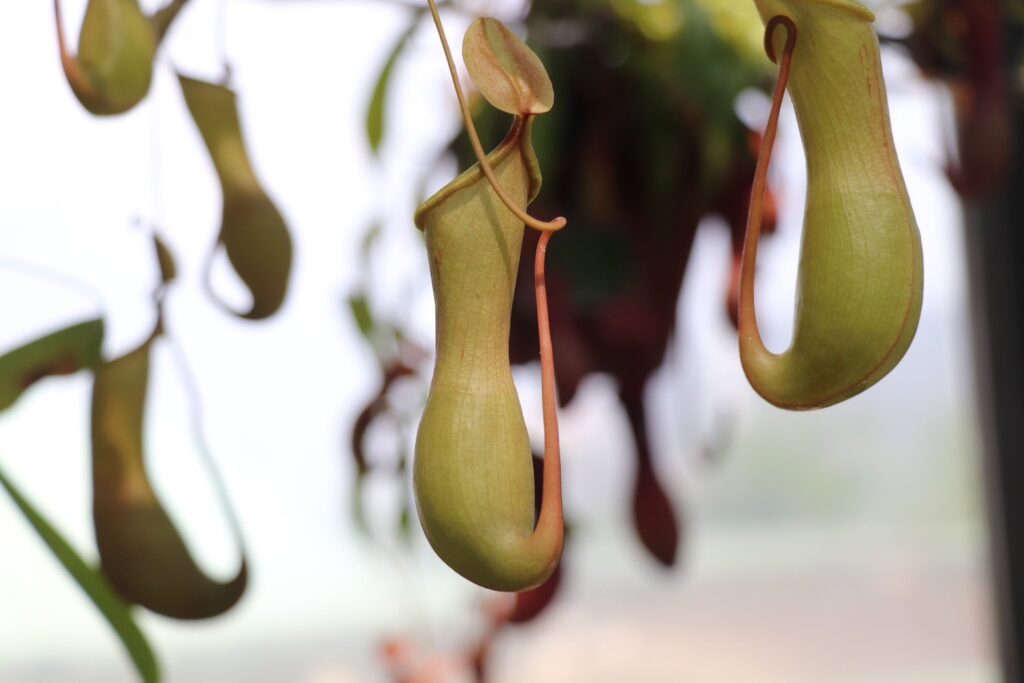 botanicalhall-5